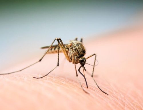 Protection from West Nile Virus
