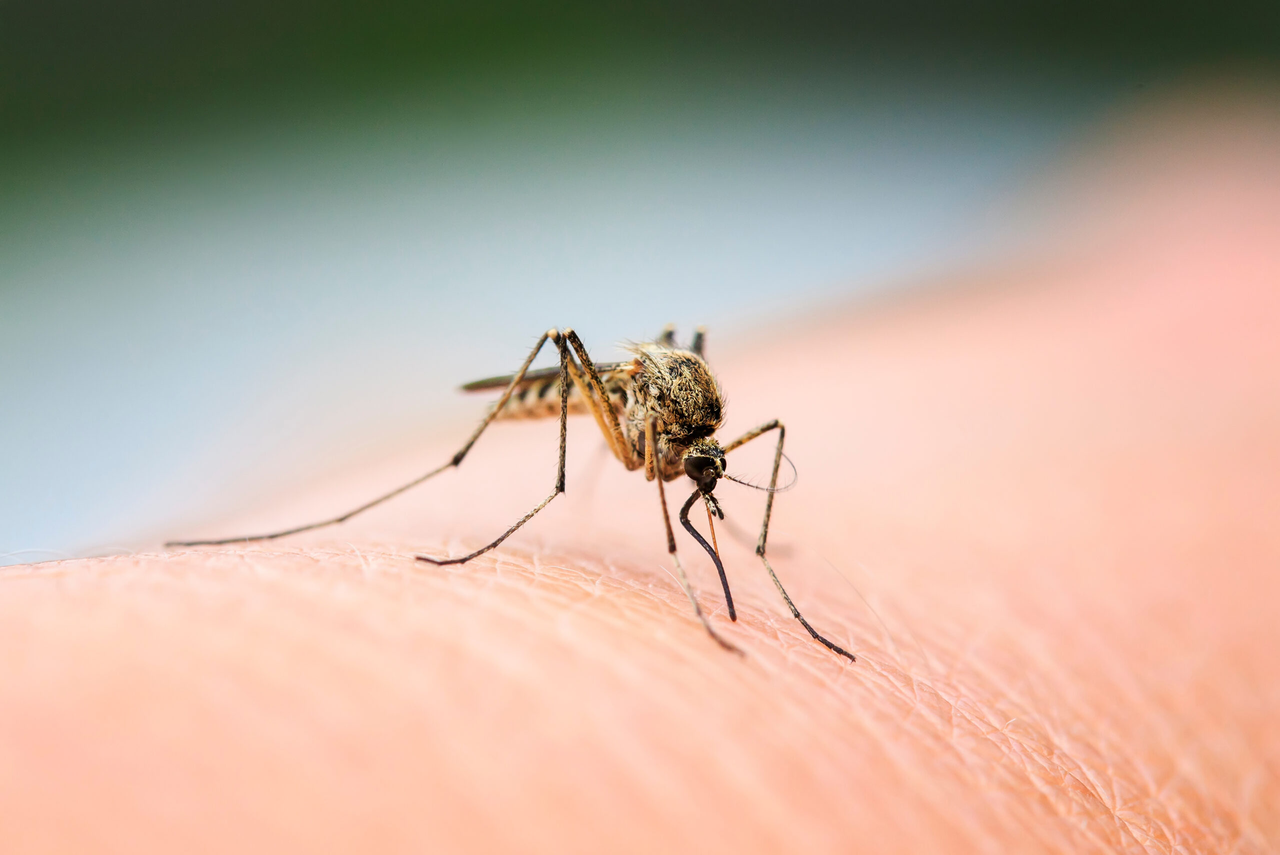 nasty insect mosquito sitting on her hand and drinks the blood o