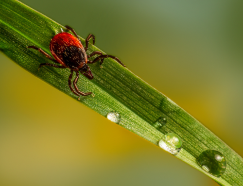 Myths, Tips, and Tricks to Ticks